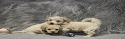Havapoo dogs for sale: Parker 💙 Miniature - Ad 14