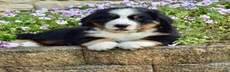 Bernese Mountain Dog dogs for sale: Mr. Barney - Ad 5