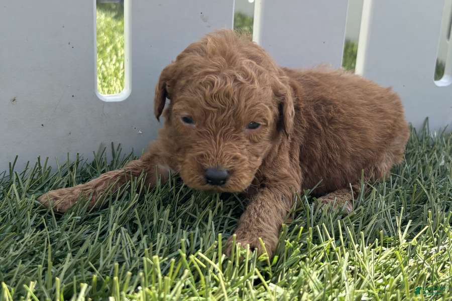 Mini Goldendoodle dogs Kenny - Ad 11