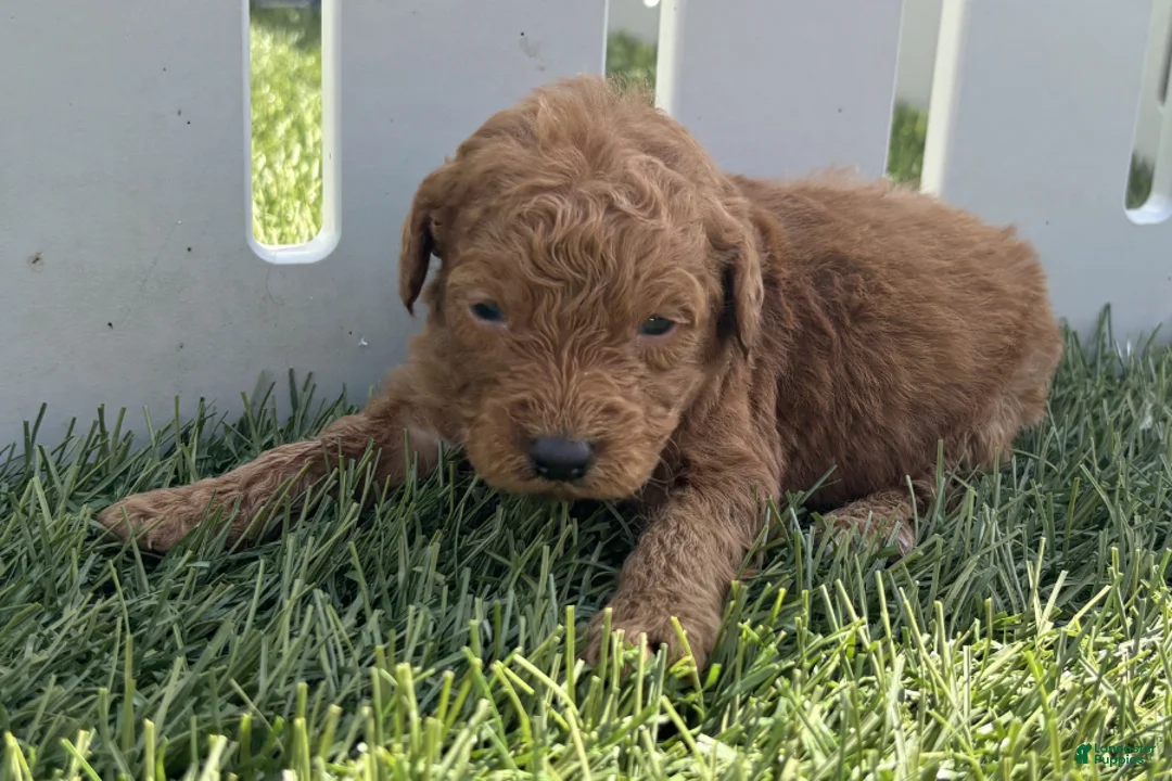 Mini Goldendoodle dogs for sale: Kenny - Ad 1