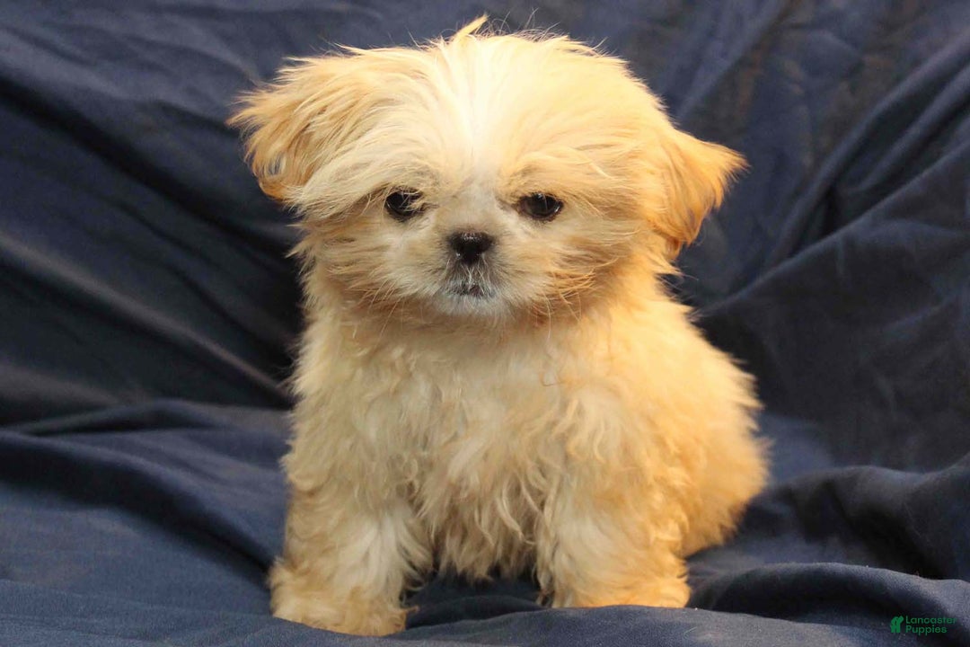 Shih Tzu dogs for sale: Finn - Ad 3