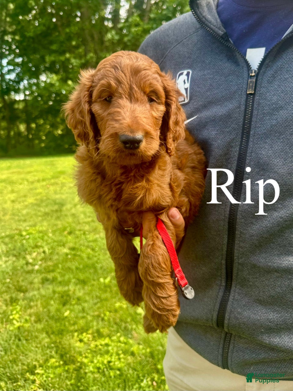 Goldendoodle dogs Rip - Ad 1