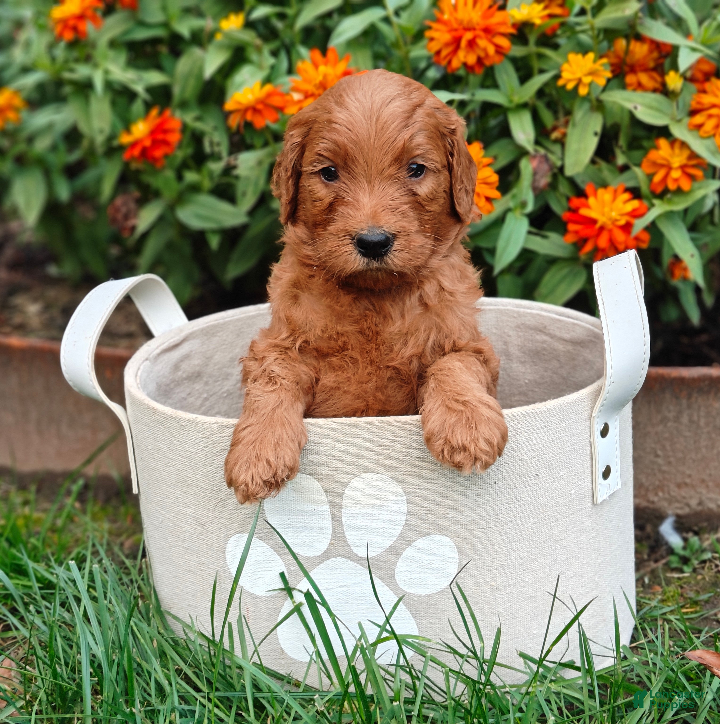 Goldendoodle dogs Rover - Ad 1