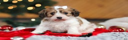 Cavachon dogs for sale: Sunshine  - Ad 3