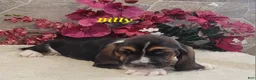 Basset Hound dogs for sale: Billy - Ad 1