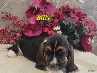 Basset Hound dogs Billy - Ad 6