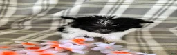 Maltipom dogs for sale: Lola - Ad 6