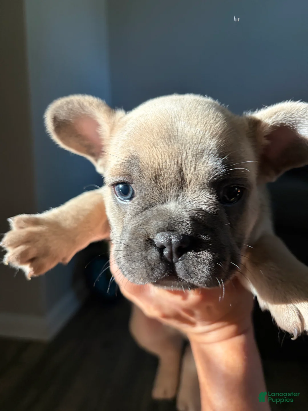 French Bulldog dogs for sale: French Bulldog 1 - Ad 2