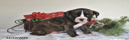 Boxer dogs for sale: Bouncer - Ad 3