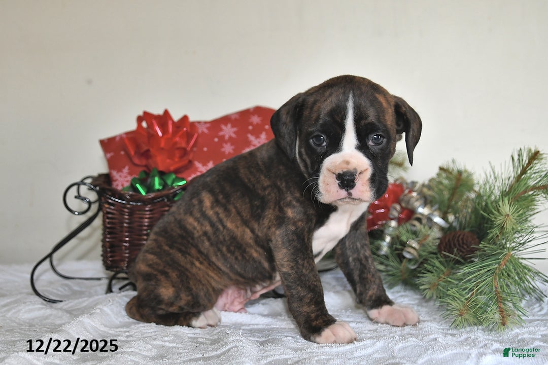 Boxer dogs for sale: Bouncer - Ad 3