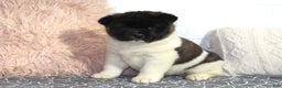 Akita dogs for sale: Dolley - Ad 23