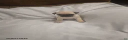 Pug dogs for sale: Casper - Ad 3