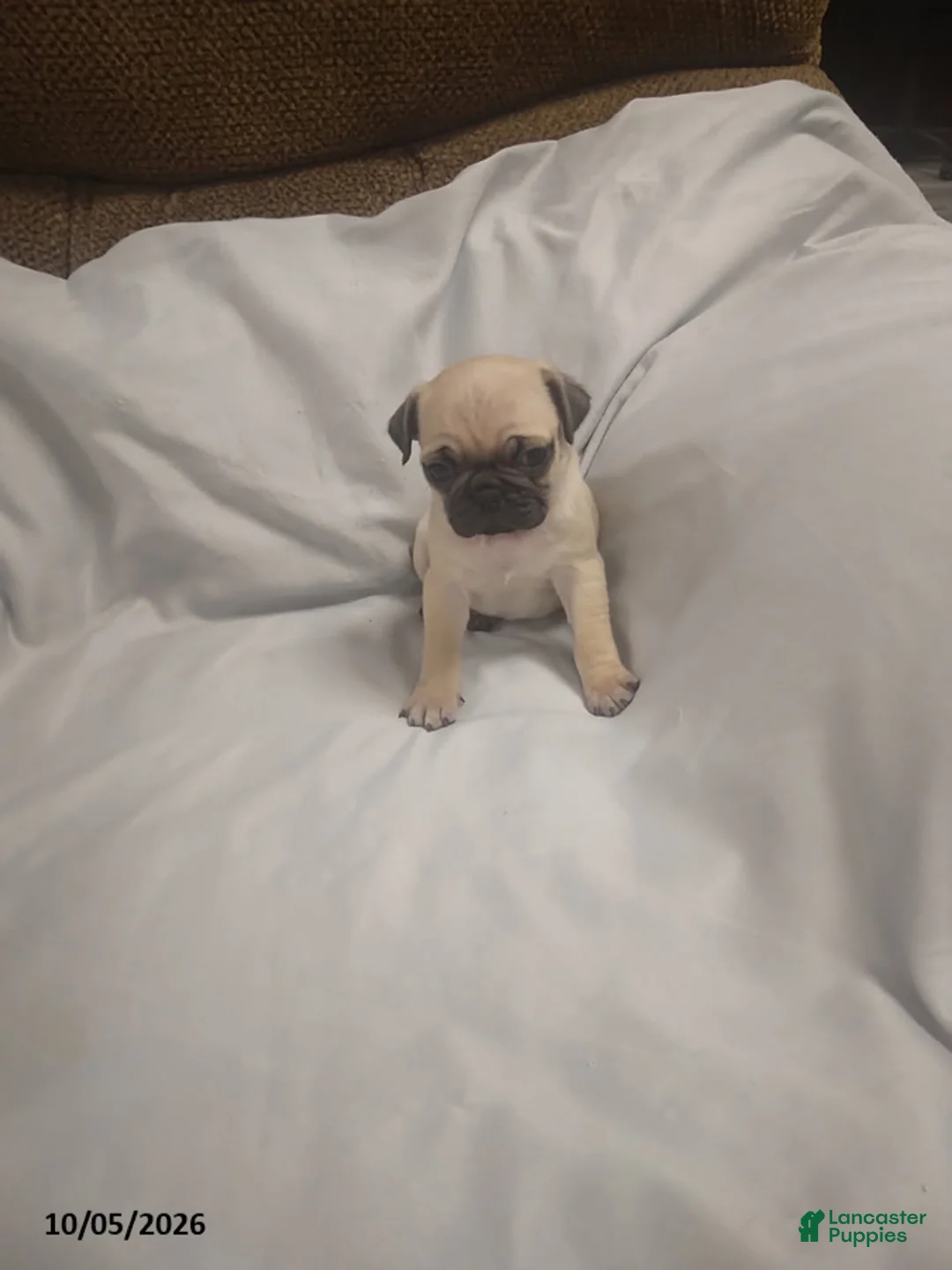 Pug dogs for sale: Casper - Ad 3