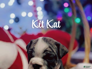 English Bulldog dogs Kit Kat - Ad 17