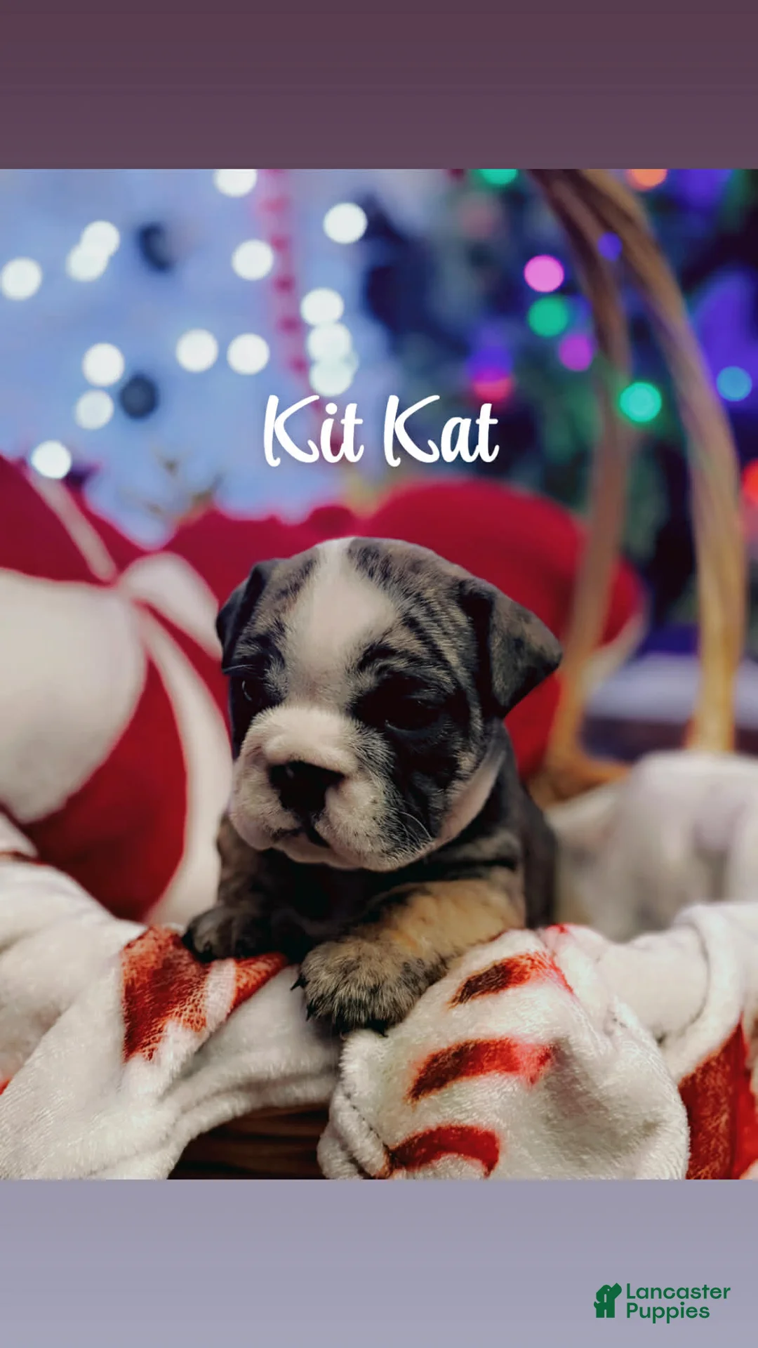 English Bulldog dogs for sale: Kit Kat  - Ad 5