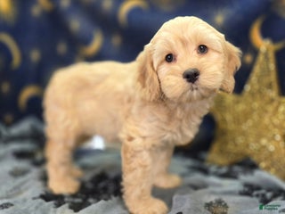 Cockapoo dogs Lieutenant Pete - Ad 16