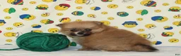 Pomeranian dogs for sale: Steven - Ad 5