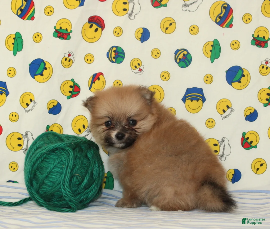 Pomeranian dogs for sale: Steven - Ad 5