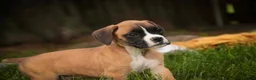 Boxer dogs for sale: Scott - Ad 3