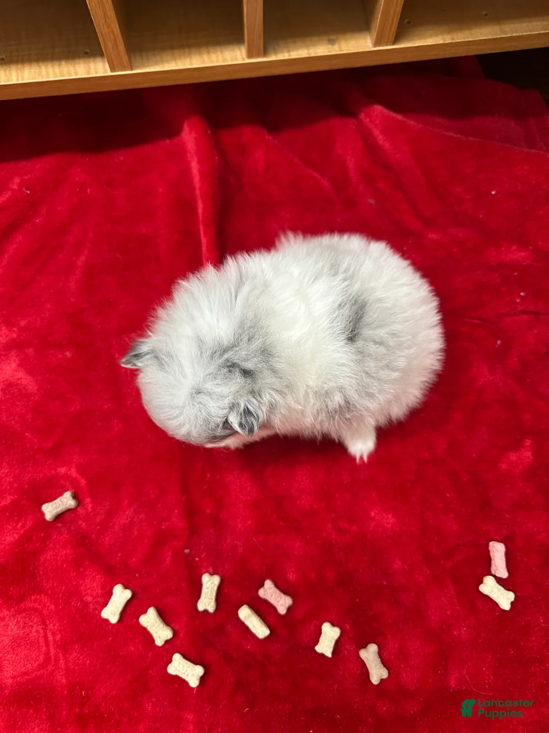 Pomeranian dogs for sale: Blue Merle Parti Girl 5 weeks - Ad 2
