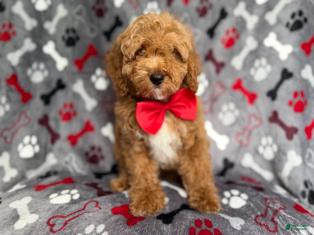 Cockapoo dogs for sale: Titus - Ad 7
