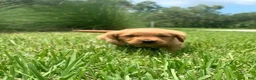 Golden Retriever dogs for sale: Golden Retriever Carmela - Ad 3