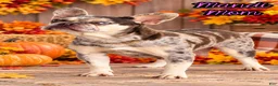 French Bulldog dogs for sale: Misty Female AKC French Bulldog - Ad 10