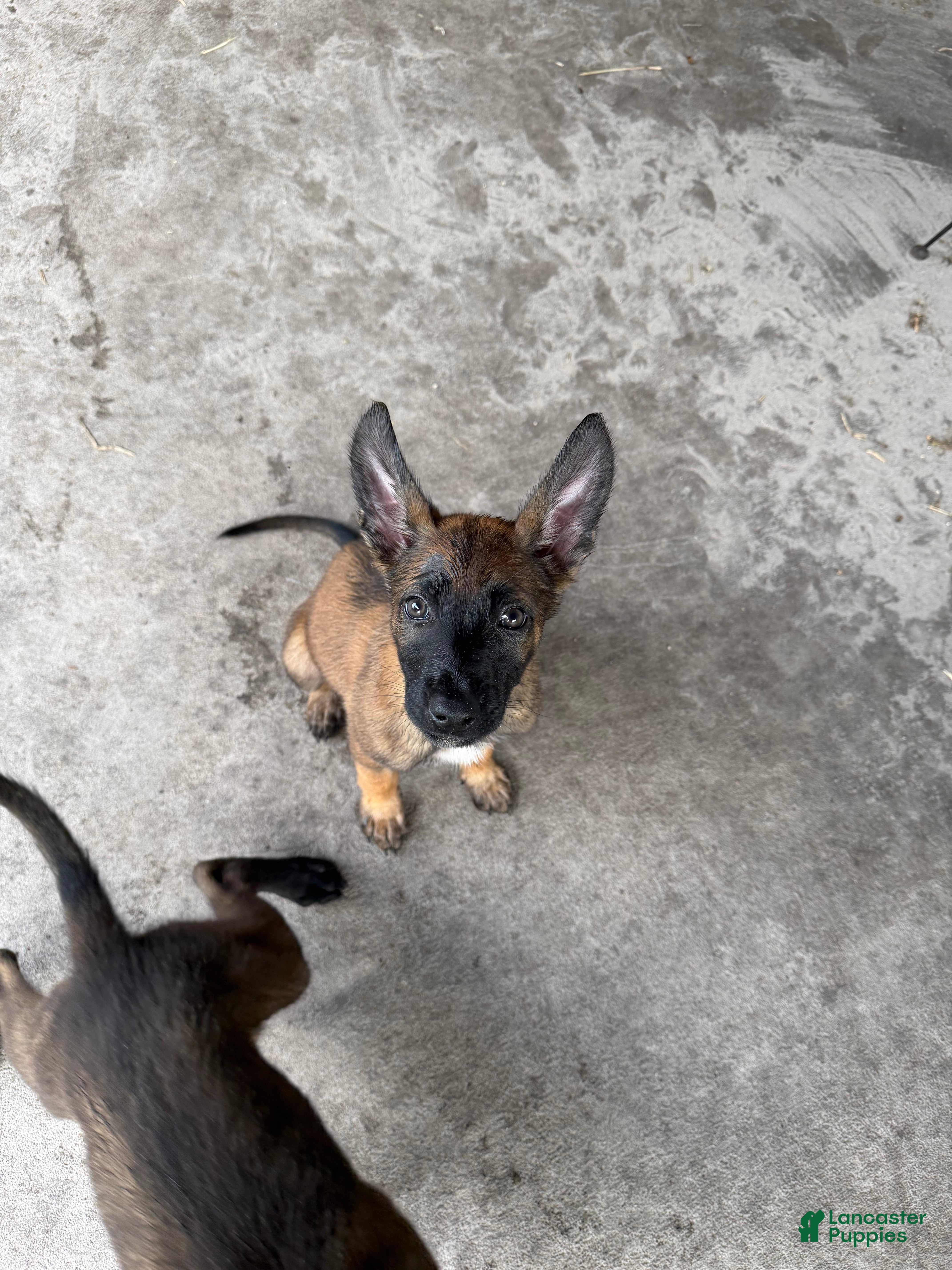 Belgian Malinois dogs Rogue - Ad 2