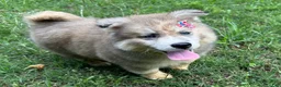 Siberian Husky dogs for sale: REYNA - Ad 9