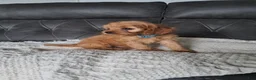 Cavapoo dogs for sale: Luca - Ad 3