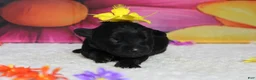 Schnoodle dogs for sale: Cabernet  - Ad 7