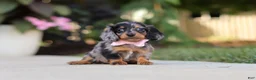 Miniature Dachshund dogs for sale: Cora - Ad 2