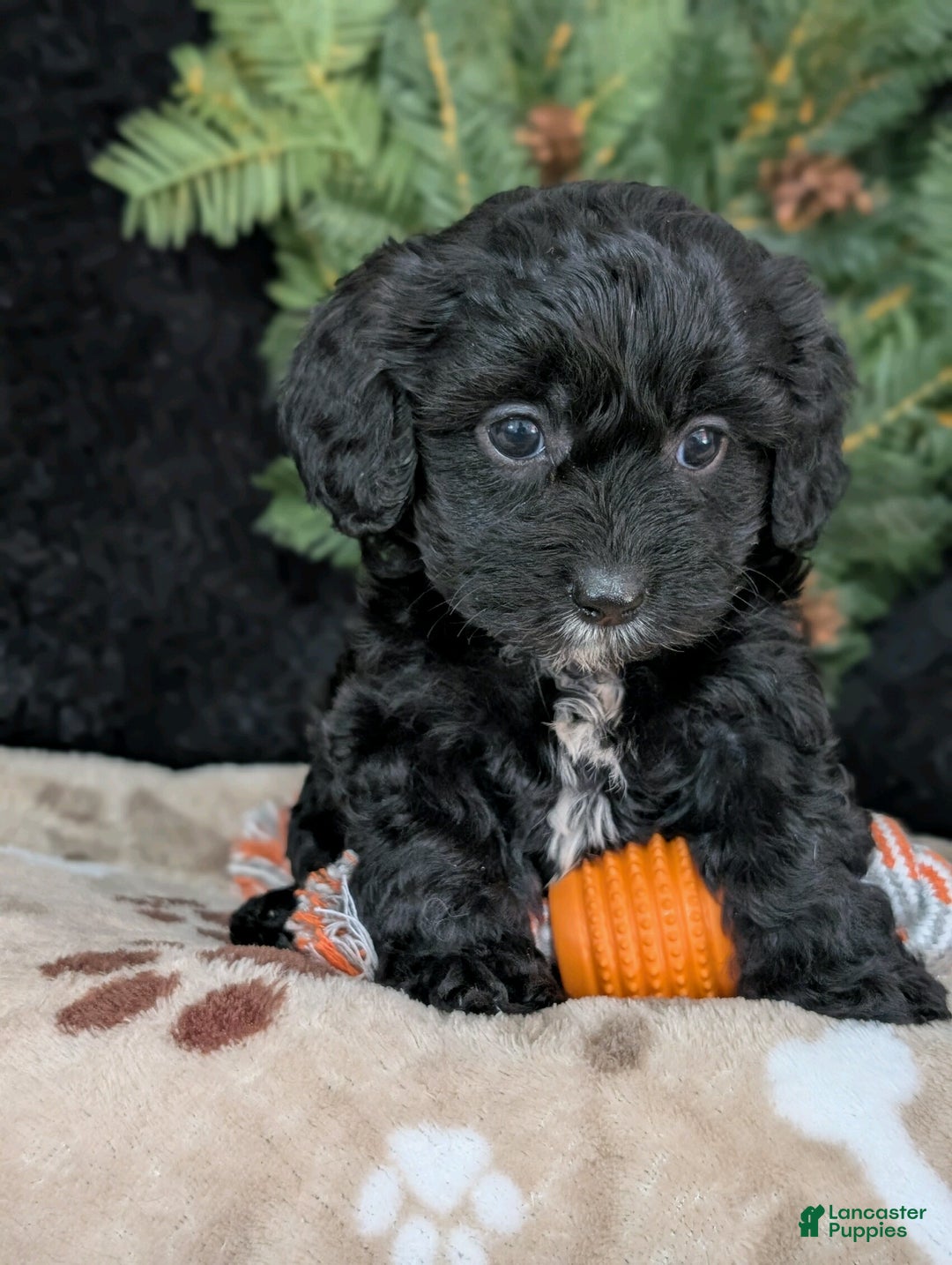 Cavapoo dogs for sale: Bella  - Ad 1