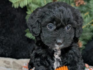 Cavapoo dogs Bella - Ad 32