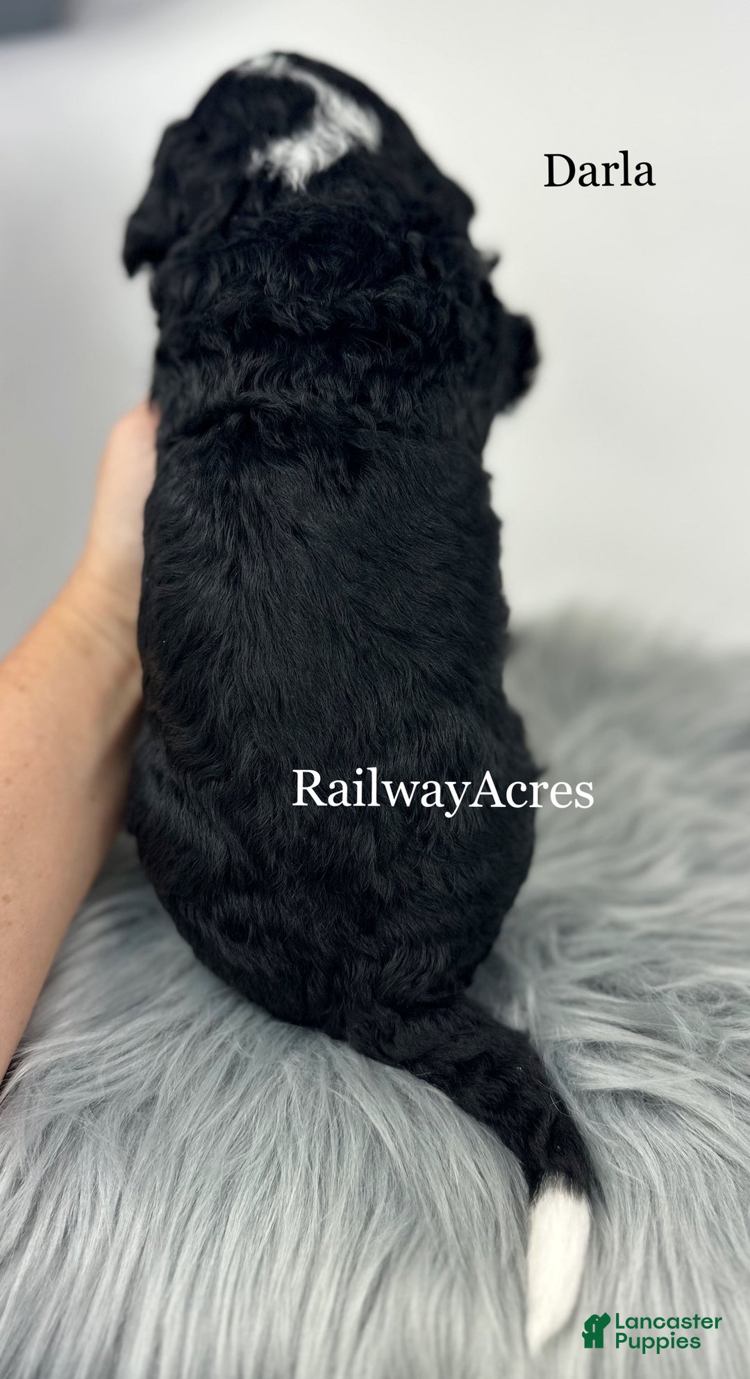 Mini Bernedoodle dogs for sale: Darla - Ad 4