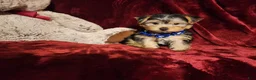 Yorkshire Terrier dogs for sale: *KODY* - Ad 9