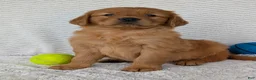 Golden Retriever dogs for sale: Rocco - Ad 8