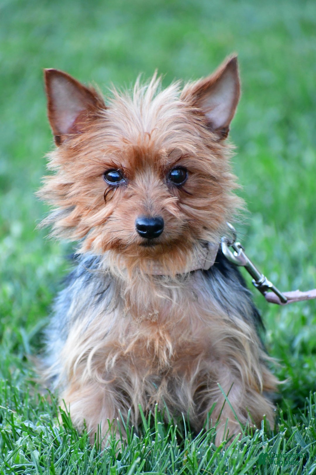 Morkie dogs for sale: Patrick - Ad 9