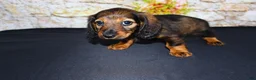 Miniature Dachshund dogs for sale: Wendy - Ad 17