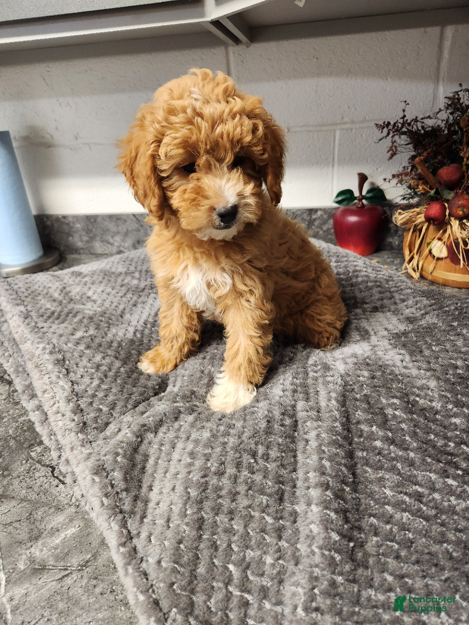 Mini Goldendoodle dogs for sale: Bonnie - Ad 1