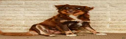 Australian Shepherd dogs for sale: Max - Ad 10
