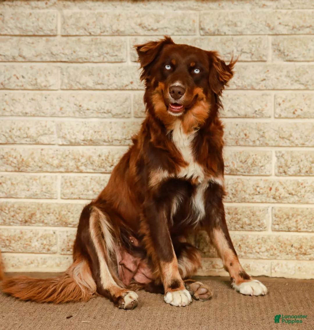 Australian Shepherd dogs for sale: Max - Ad 10