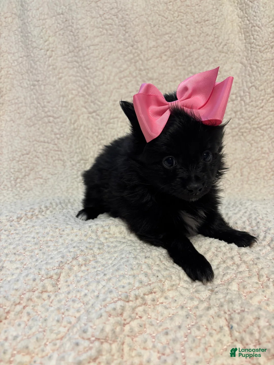 Pomeranian dogs for sale: Pomeranian Puppy 2 - Ad 4