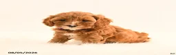 Cavapoo dogs for sale: Indie - Ad 5