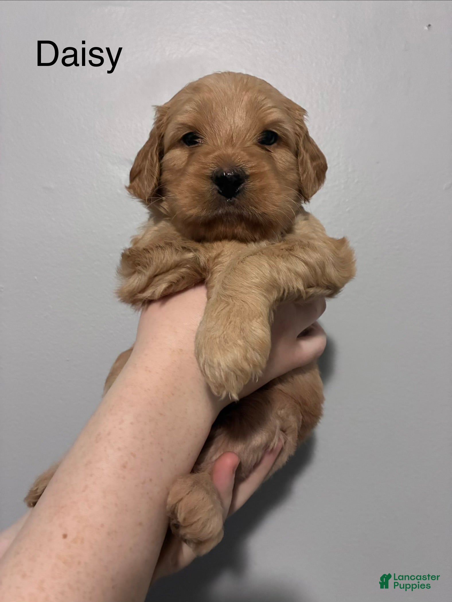 Mixed Breed dogs Daisy  - Ad 22