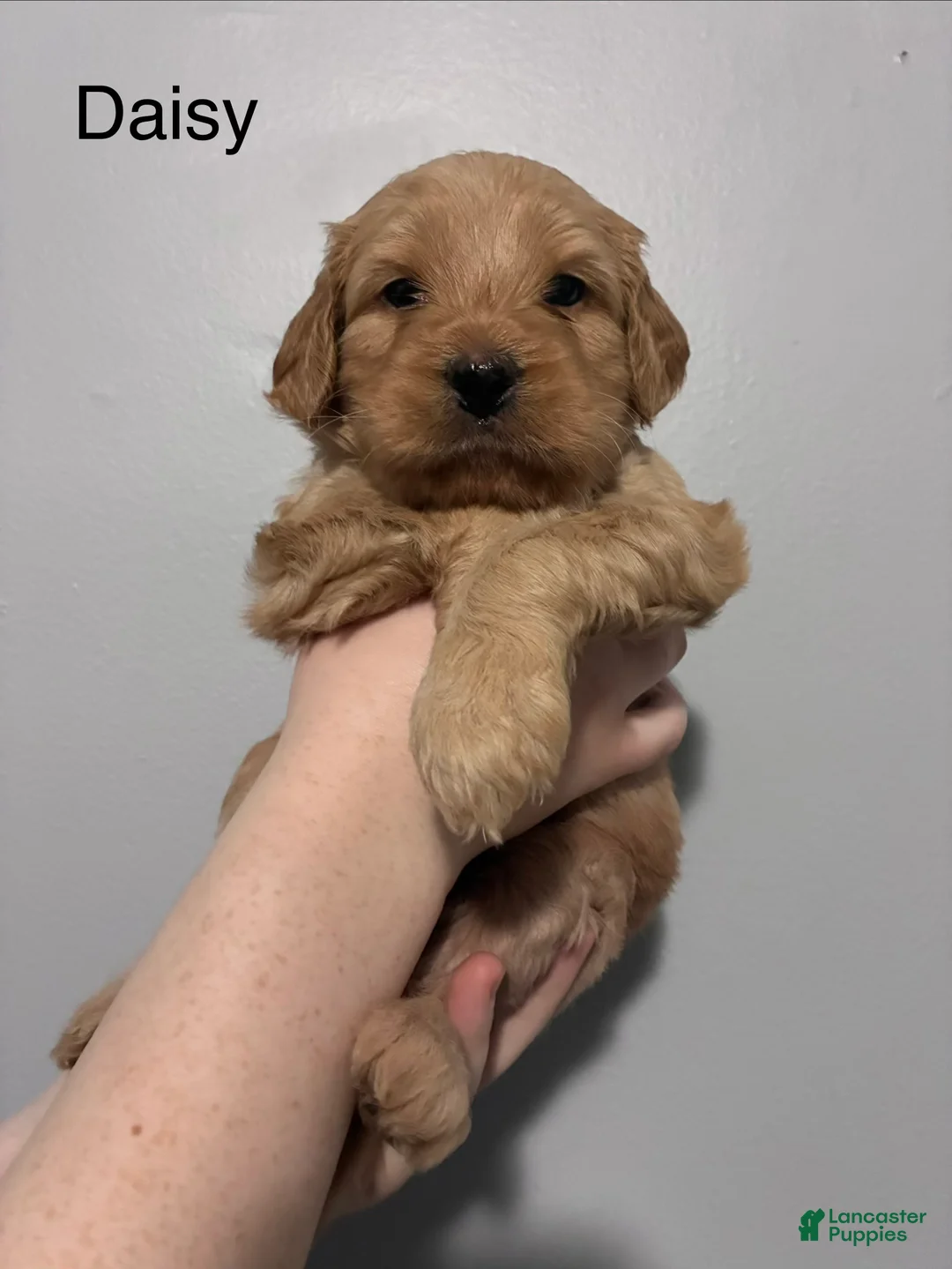 Mixed Breed dogs for sale: Daisy  - Ad 1