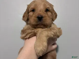 Mixed Breed dogs Daisy - Ad 22