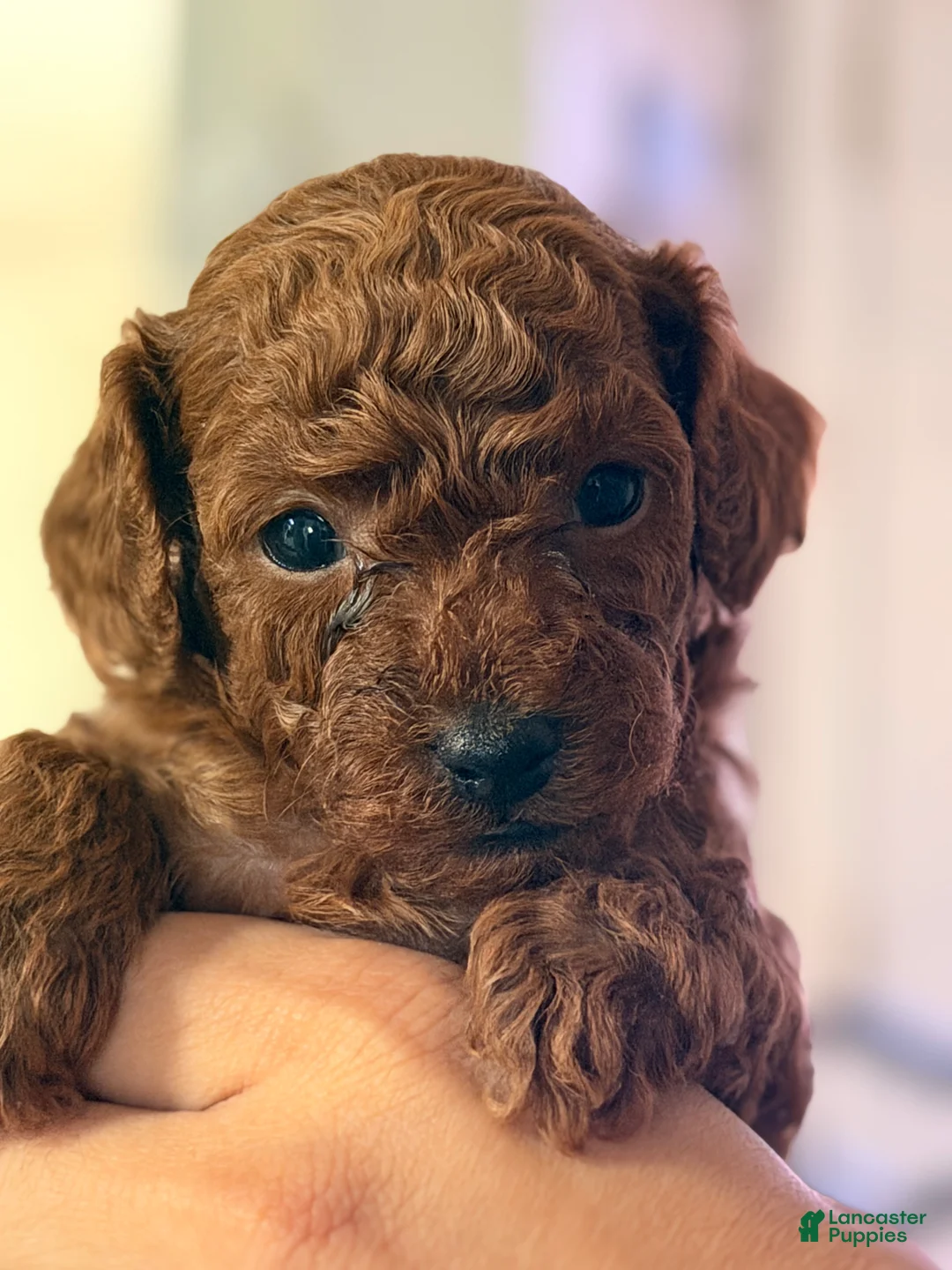 Toy Poodle dogs for sale: Alejandro - Ad 1