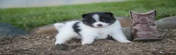 Pomeranian dogs for sale: Persephone Pomeranian  - Ad 2