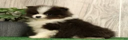 Pomeranian dogs for sale: Lucas Blue and White - Ad 6